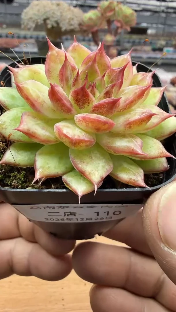 东云多肉园二店-110