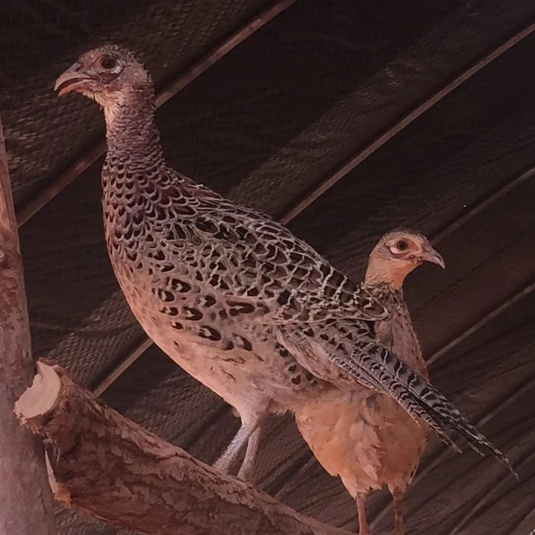 小徐精品鸡肉鸡整鸡 以直播间为准