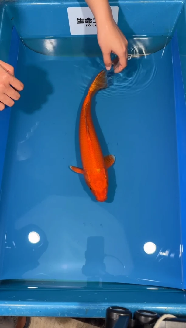 锦鲤芥子33cm火鲤