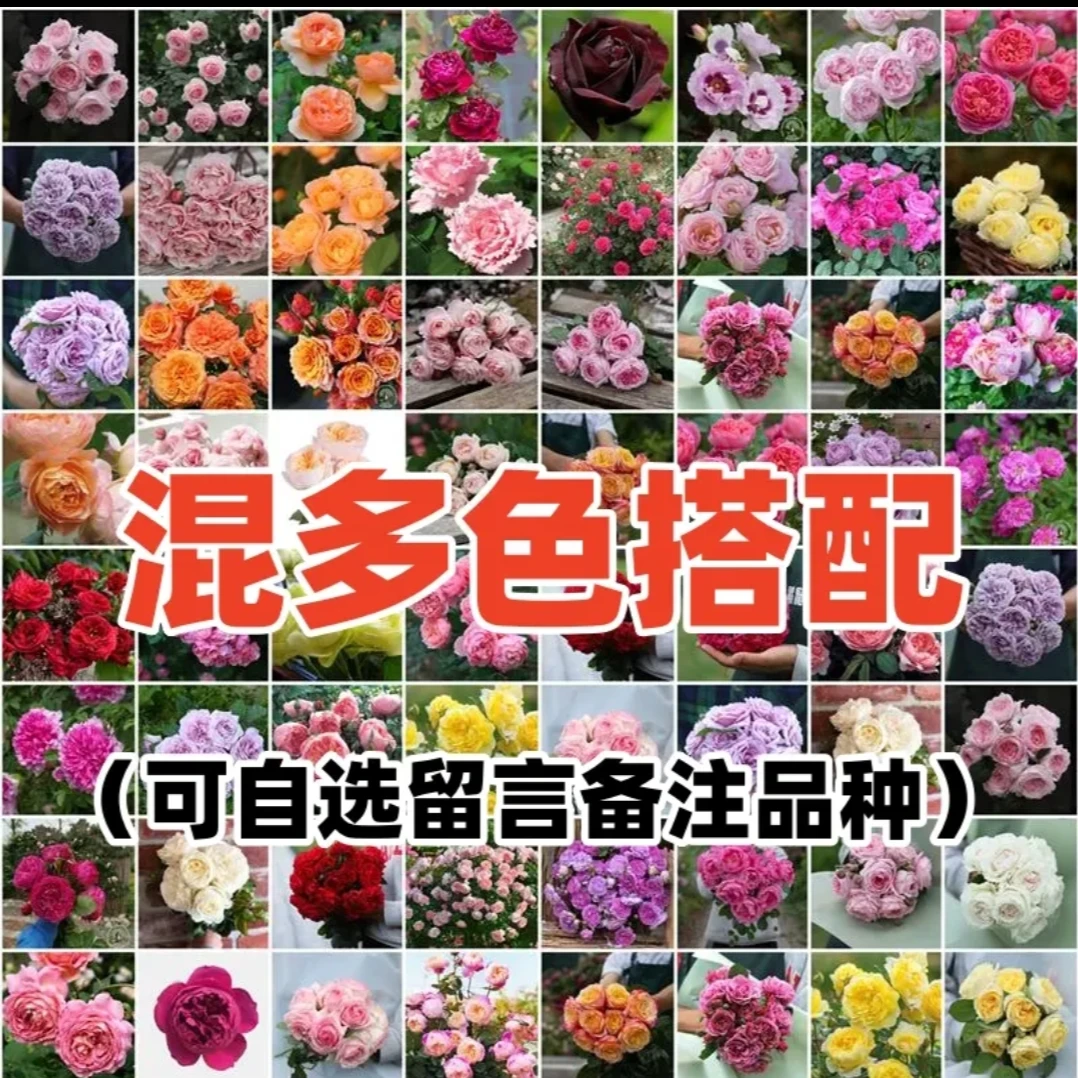 【混发】云南玫瑰花老桩大苗大花浓香月季盆栽地栽室内室外好养