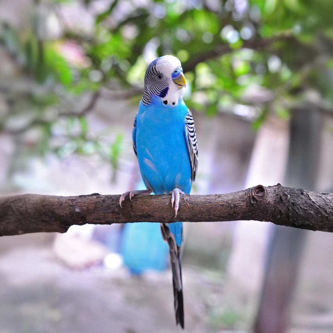 手养虎皮鹦鹉活鸟可学说话适合家养的观赏宠物鸟