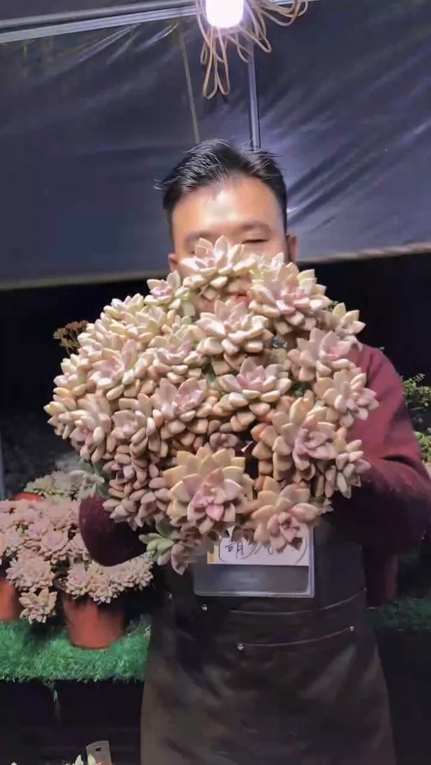 269淡雪缀化一物一拍