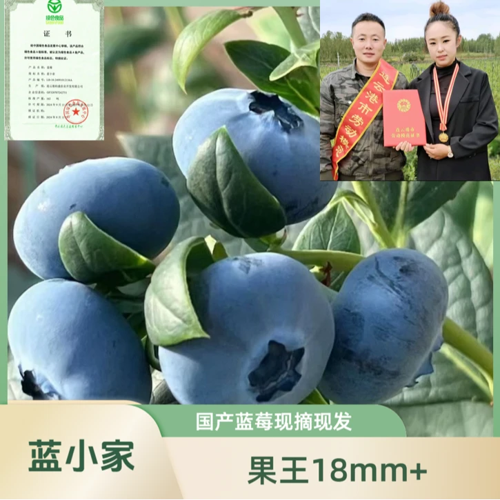 蓝小家福利款【果王18mm+】连云港国产蓝莓新鲜脆甜孕妇宝宝放心吃