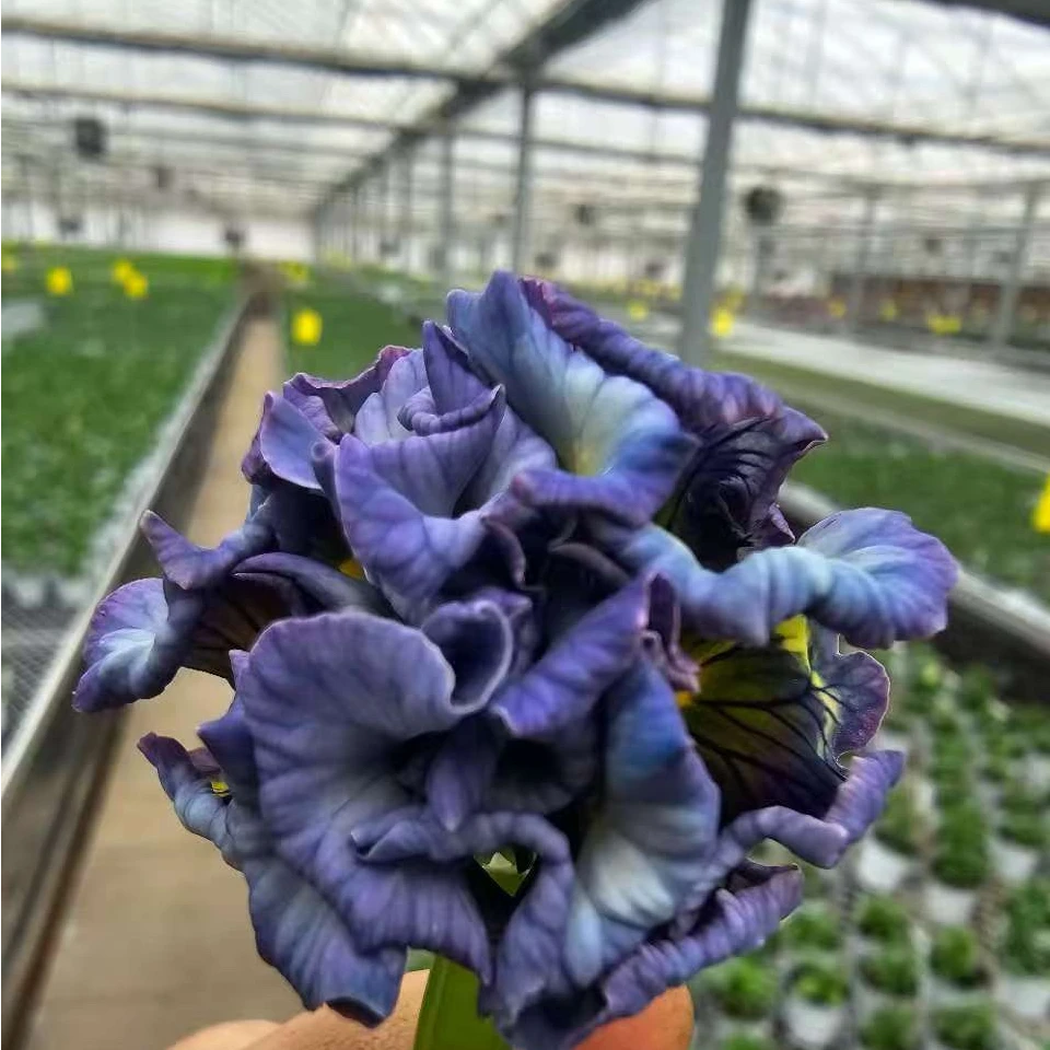 皱边角堇苗耐寒冬季开花颜色绚烂盆栽花卉