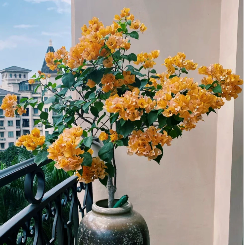 【加州黄金】三角梅可飘枝垂吊爬藤懒人新手小白好养开花