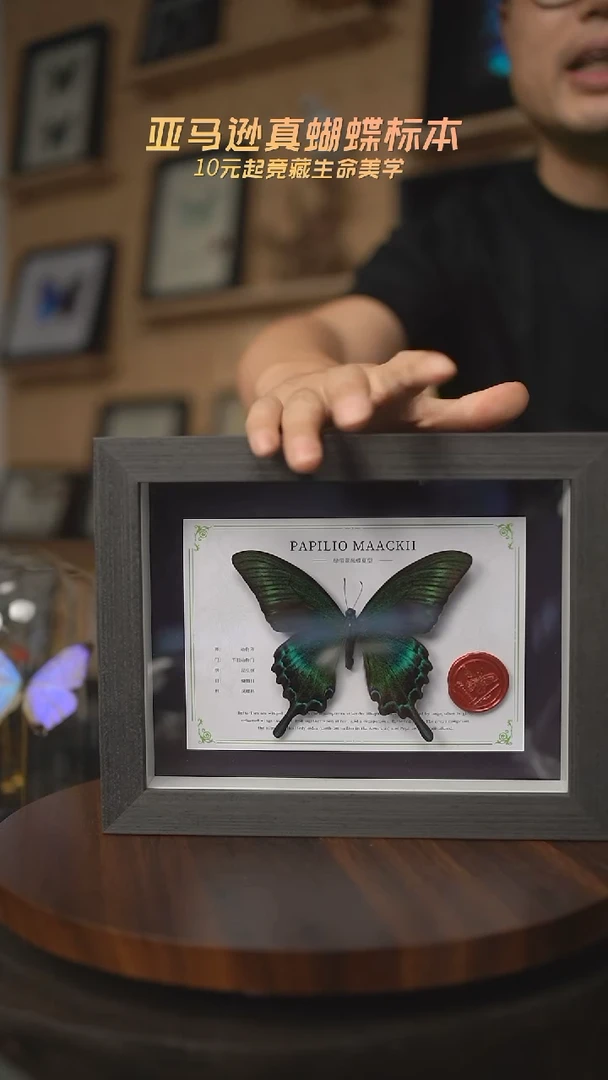 有机玻璃绿带翠凤蝶夏型