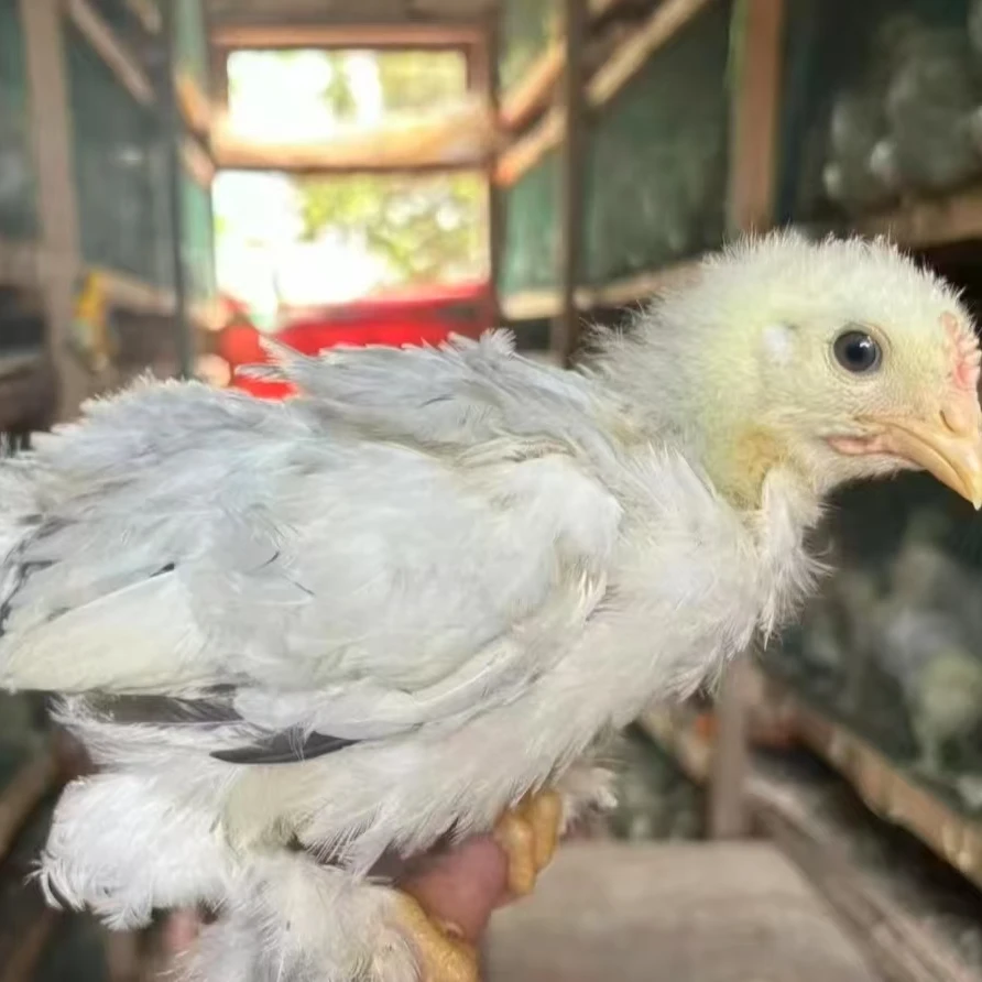 婆罗门鸡观赏鸡梵天鸡