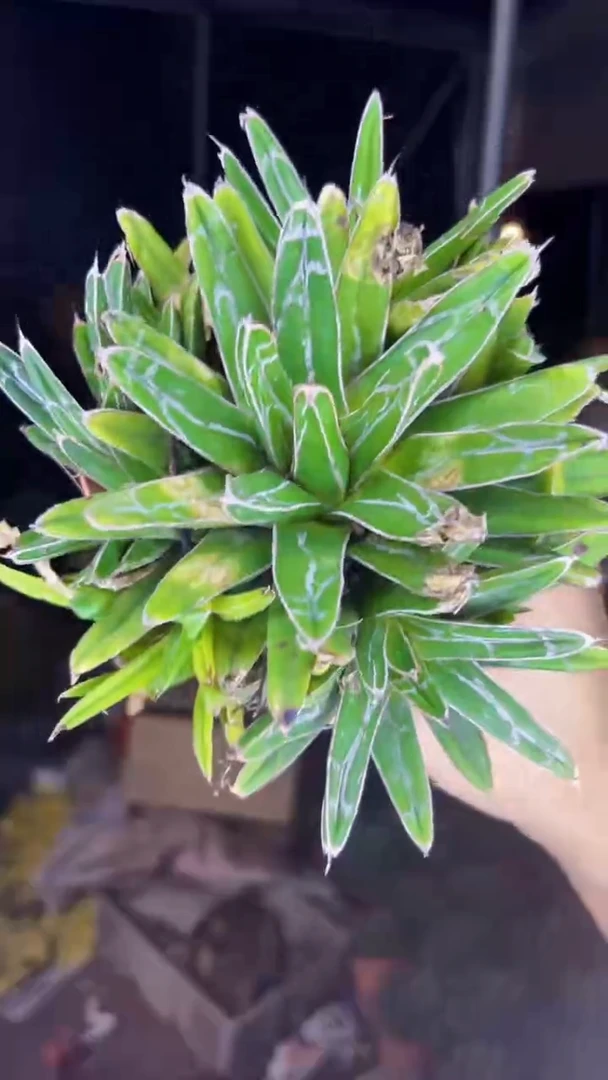 2颗 中号 屉之雪 7-10cm