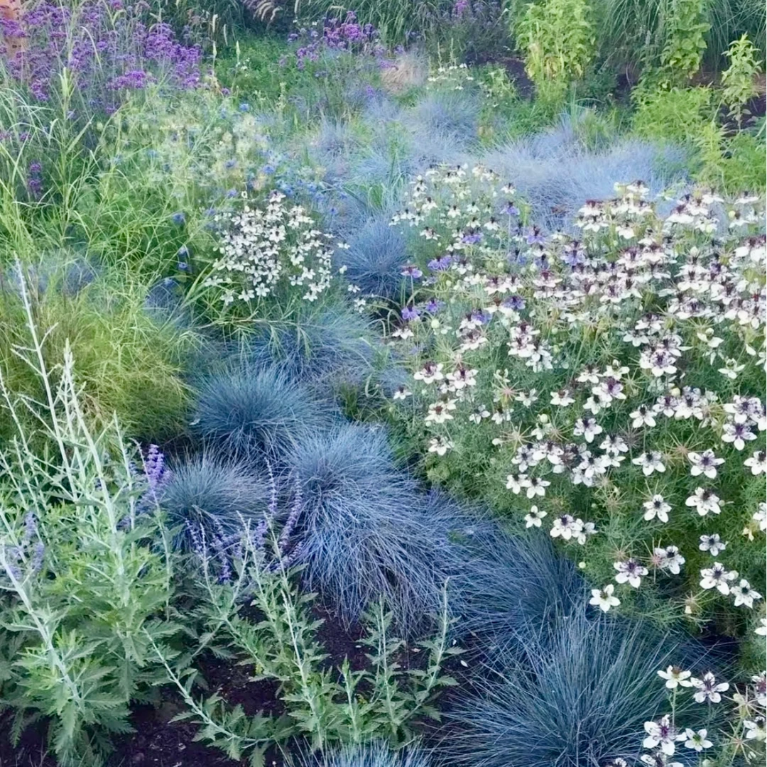 【蓝羊茅】110口径盆 多年生蓝银色植物/拍5发6