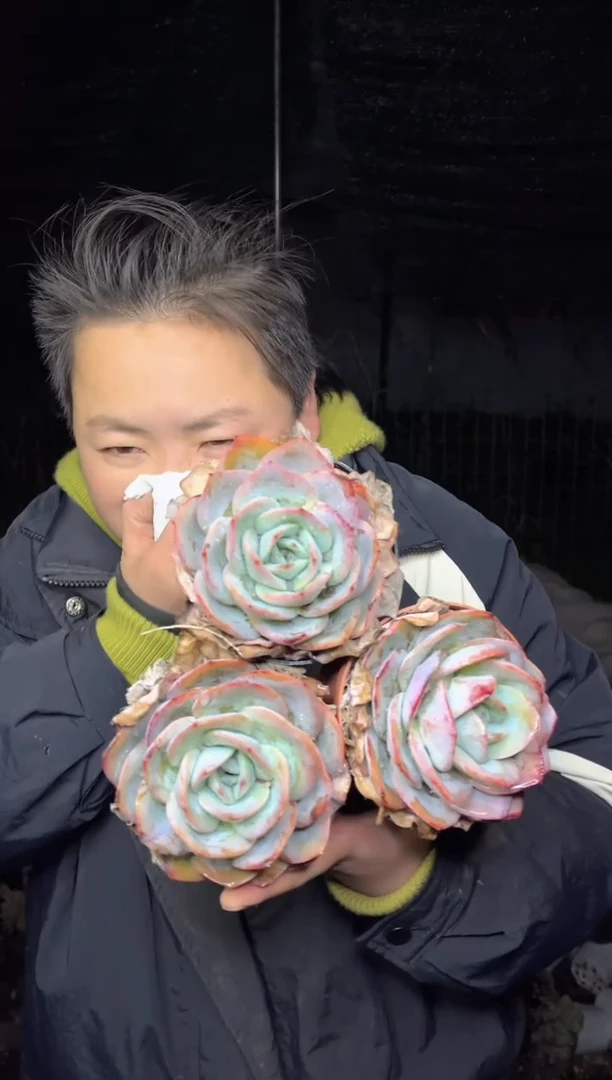 【闪购商品】151-小号单头起布鲁蓝三颗9.99