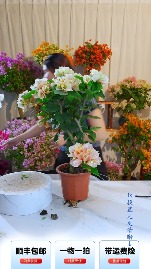 大部分开放少量花苞羊*咩凤凰