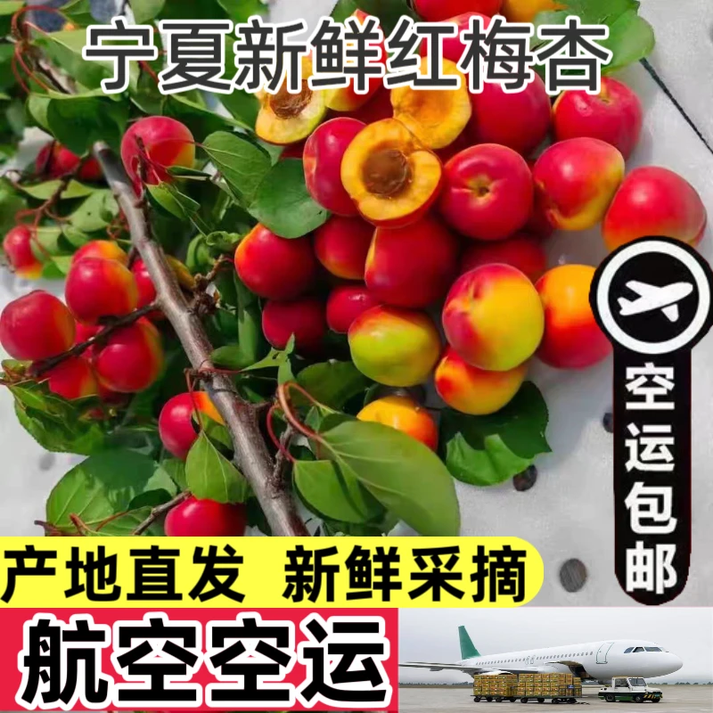 航空包邮宁夏红梅杏正宗红梅杏新鲜大红杏当季孕妇水果酸甜杏红杏