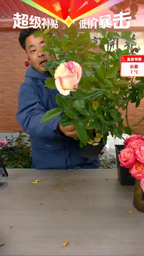 当前无花朵，栽培后可花朵妆点249