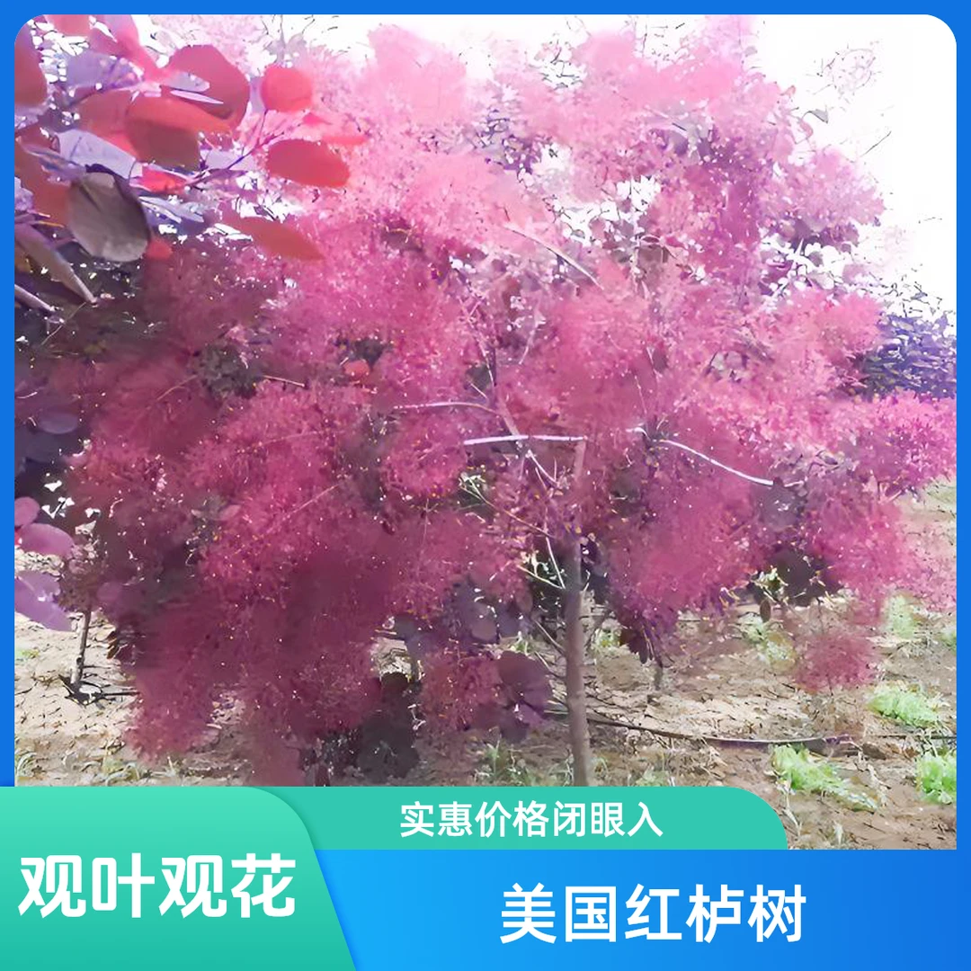 路兮小农民美国红栌烟树黄栌盆栽观叶观花庭院花园地栽风景树多年