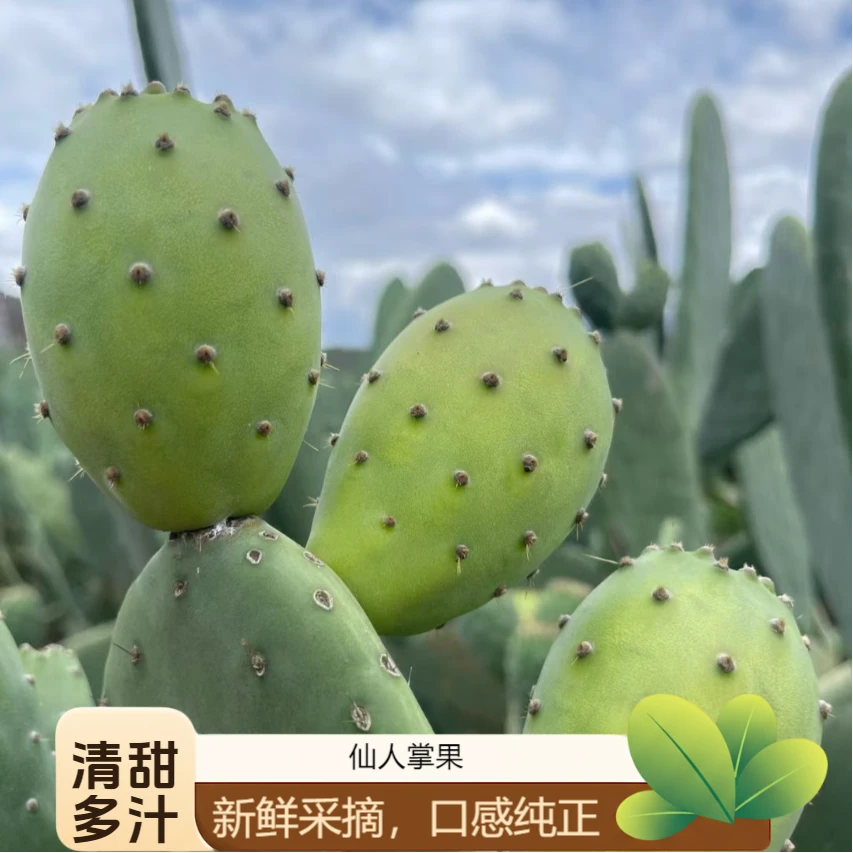 【顺丰速运】云南白心仙人掌果可食用仙桃果 新鲜水果 应季水果