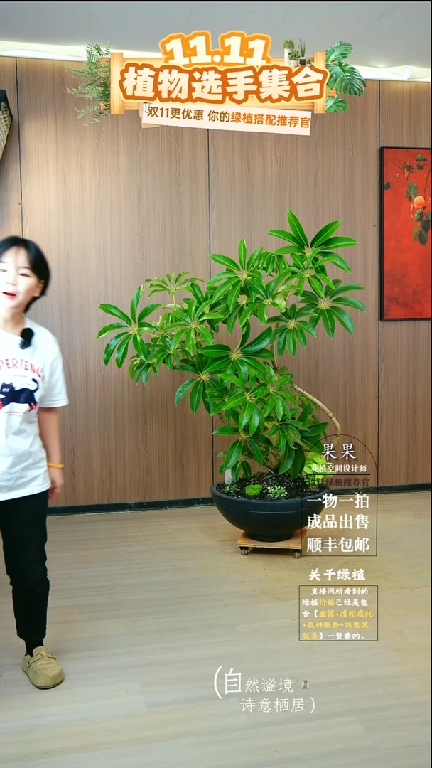 完全开放郑*节日本进口保罗大叶伞种好栽好一整套送货上门
