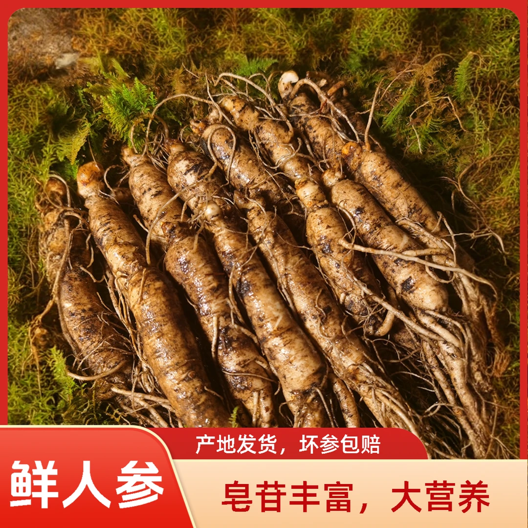 吉林长白山人参东北特产鲜参高品质保障人参种苗皂苷参味浓郁森弛