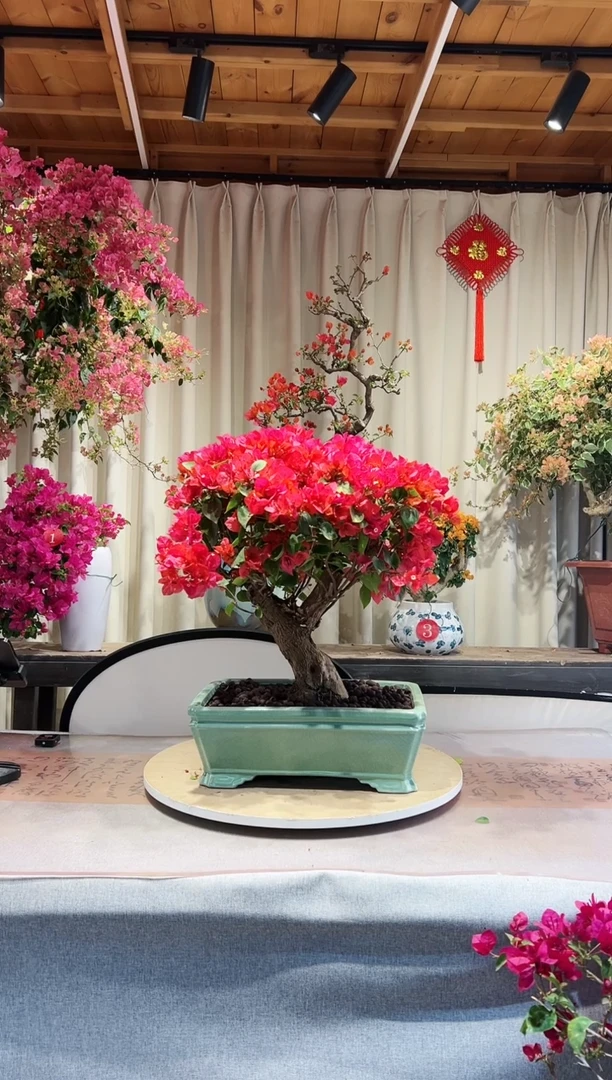 【闪购商品】盆景同安红