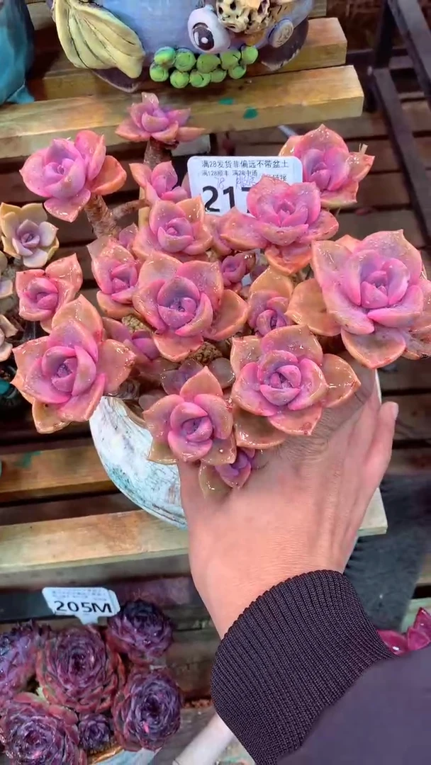 217M（一物一拍，精品多肉，所见即所得 ）