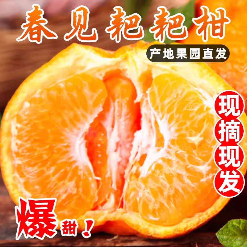 D头茬耙耙柑核心产区新鲜采摘春见耙耙柑爆甜多汁
