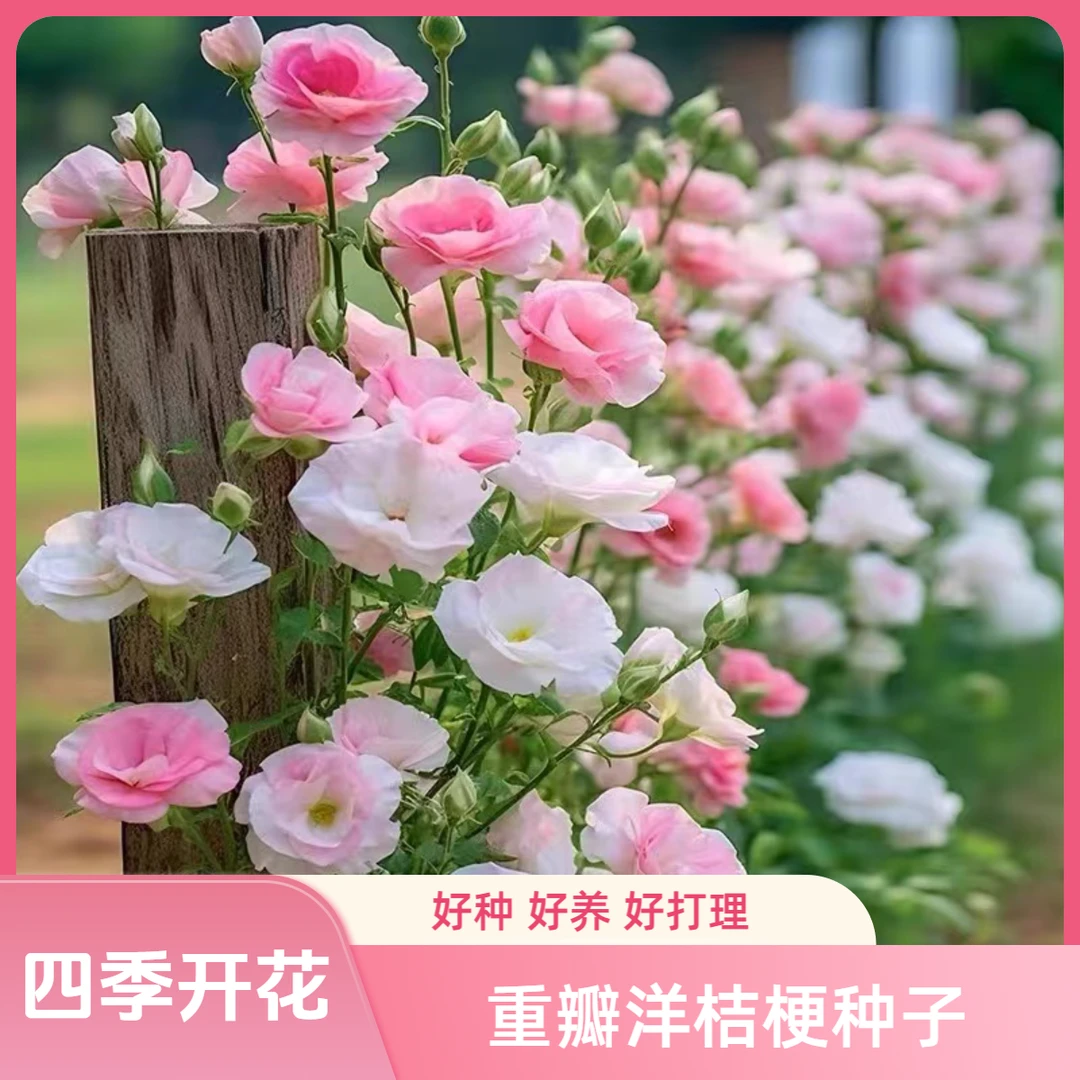 【直播专用】洋桔梗花种子四季种植春天室内外庭院阳台易活四季播种