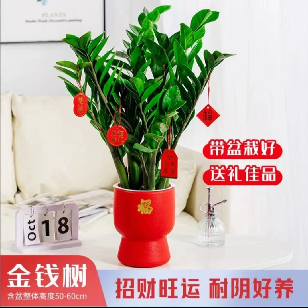 【摇钱树】年宵花金钱树盆栽客厅桌面款好养大型绿植乔迁摇钱串子
