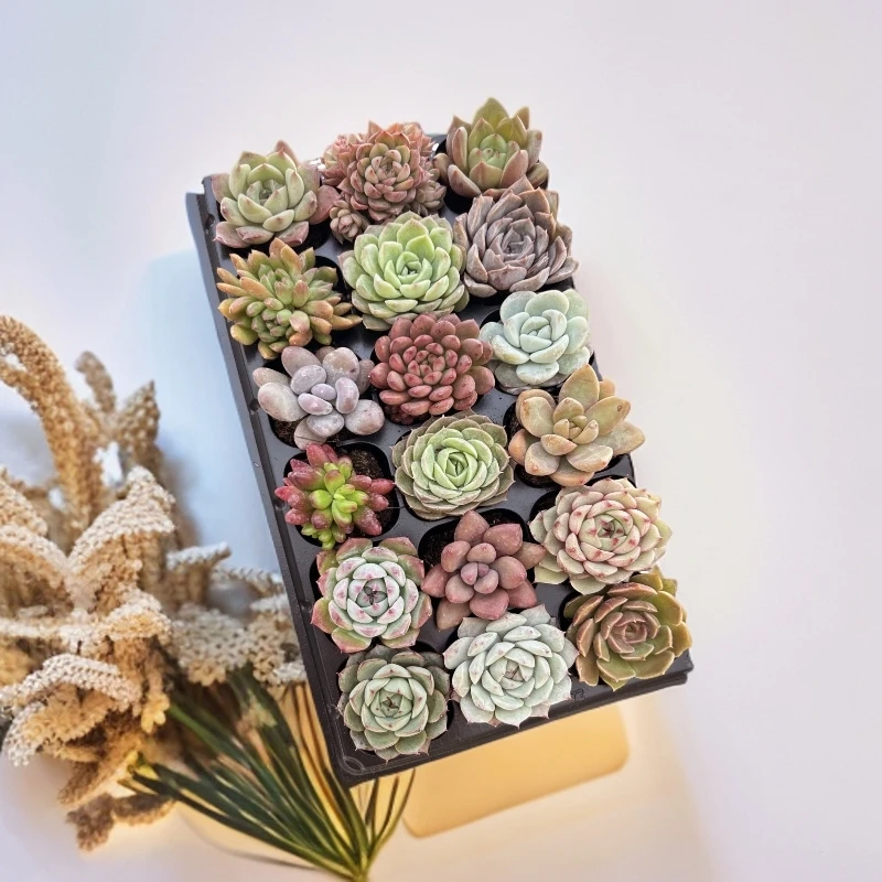 【二弟专属】18颗福利款精品带穴盘随机不重复种好栽好带盘带土多肉