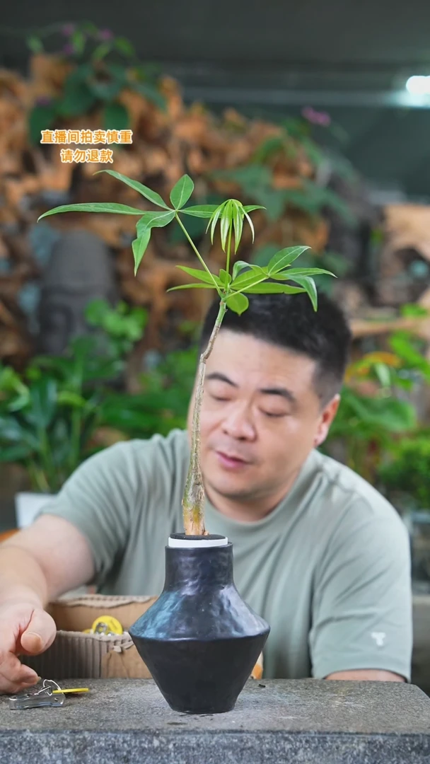 当前无花栽培后可以开花发财树454T