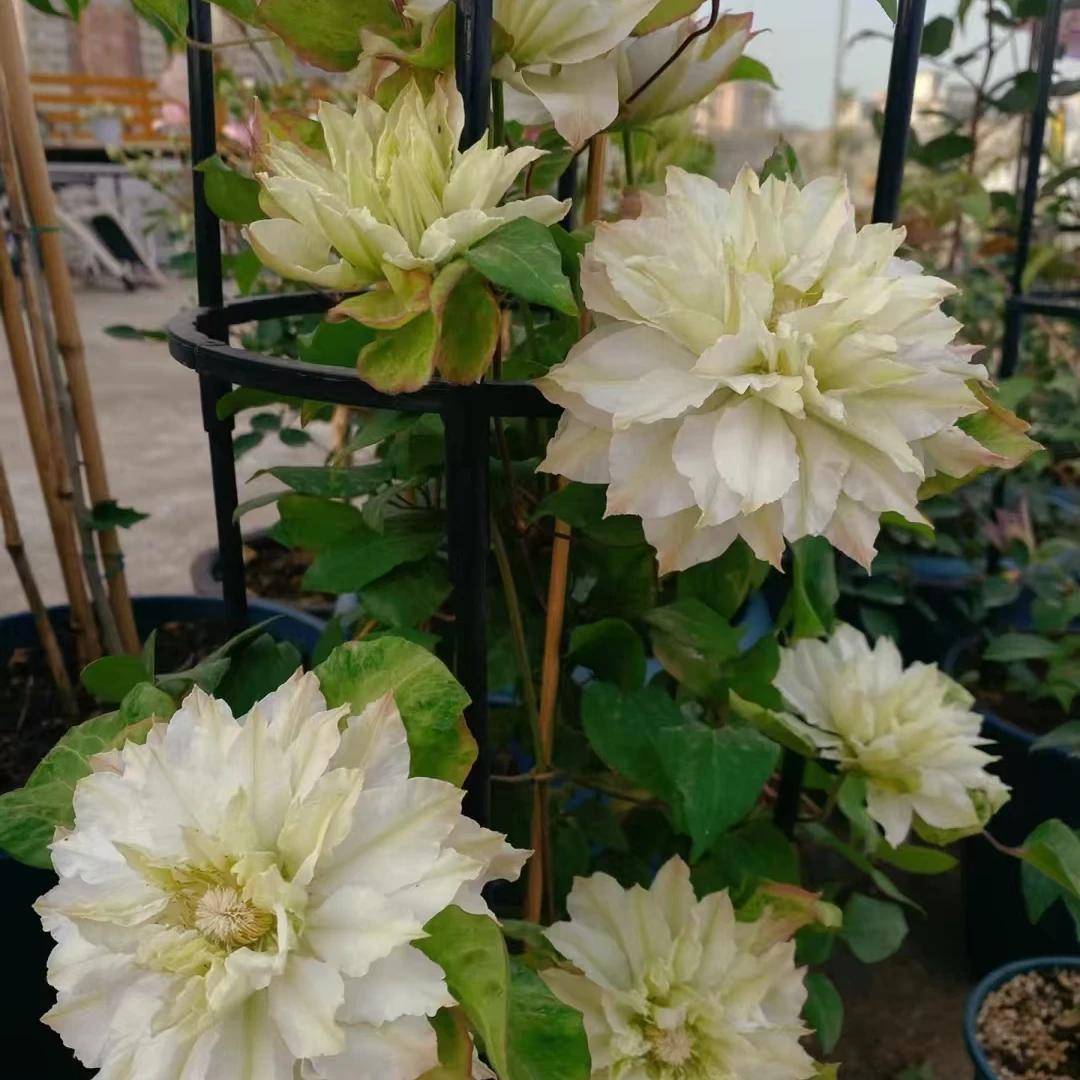 铁线莲  美丽登 二类早花大花组 绿色重瓣 室内外耐寒耐热盆栽