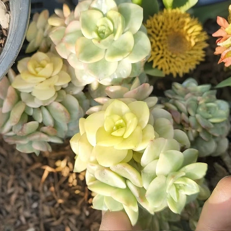 蜡牡丹《锦》10颗脱土/(满9.99包邮)吹吹多肉 多肉植物