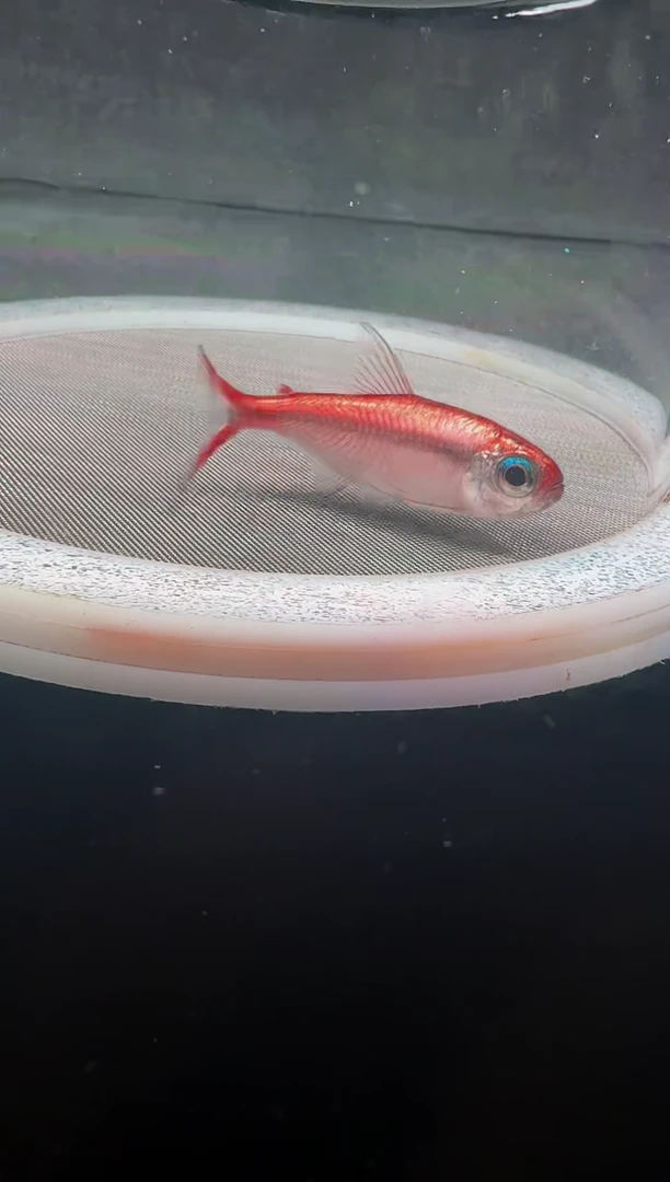 灯科鱼l**u8号白金红月4cm+（不包黑点）1条