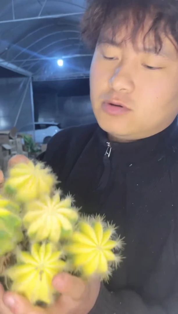 【闪购商品】5颗 单头 银光锦【带根】