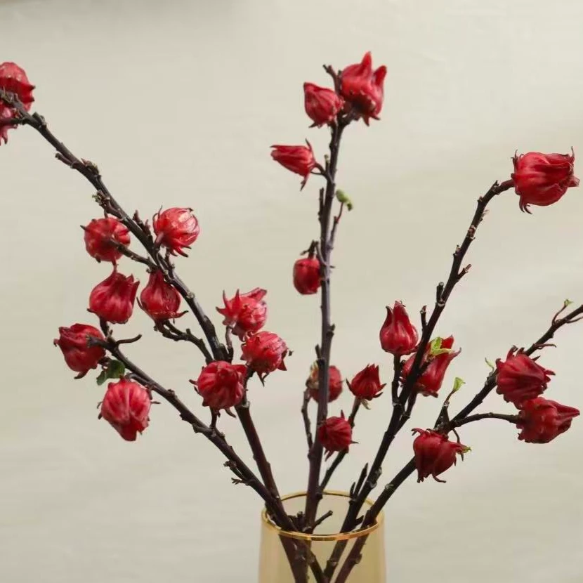【洛神果】小众稀有鲜花可做干花