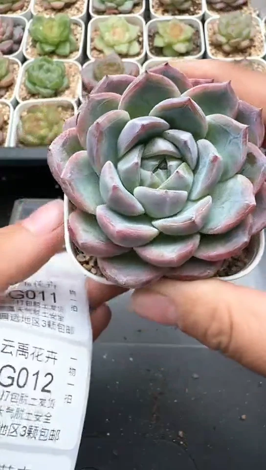 007G云禹多肉植物 默认脱土纸巾打包 3颗包邮