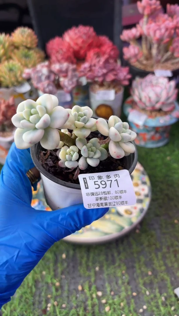 昆明印象多肉5971