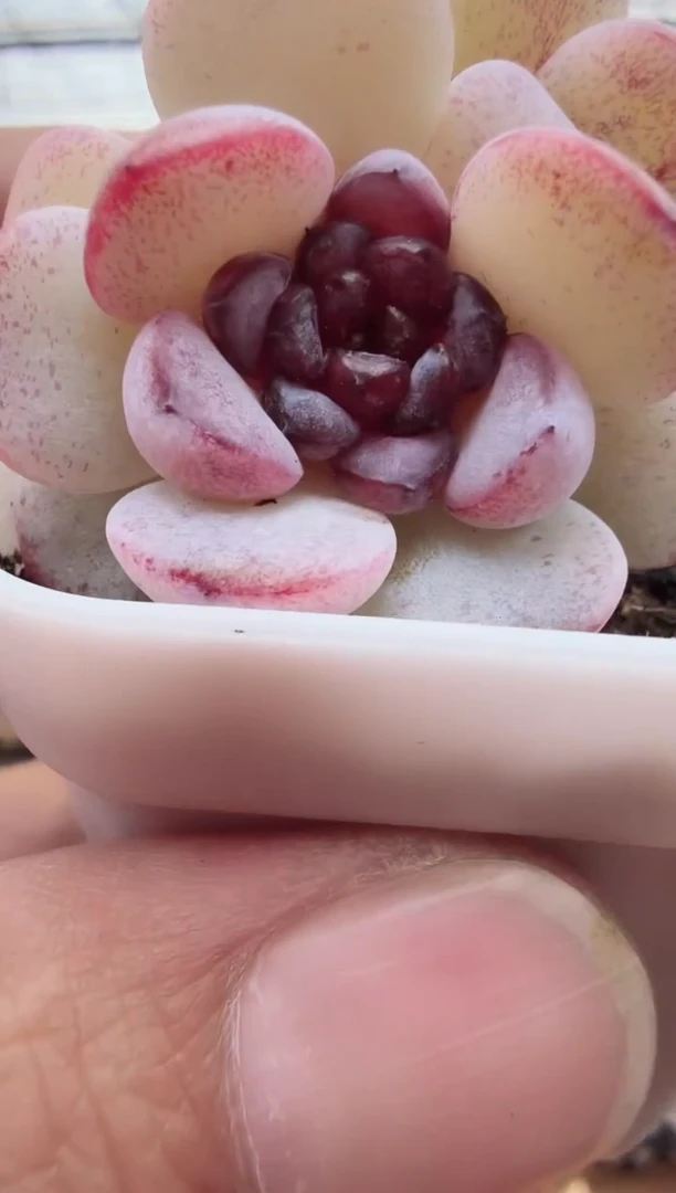 东云多肉园新款-41