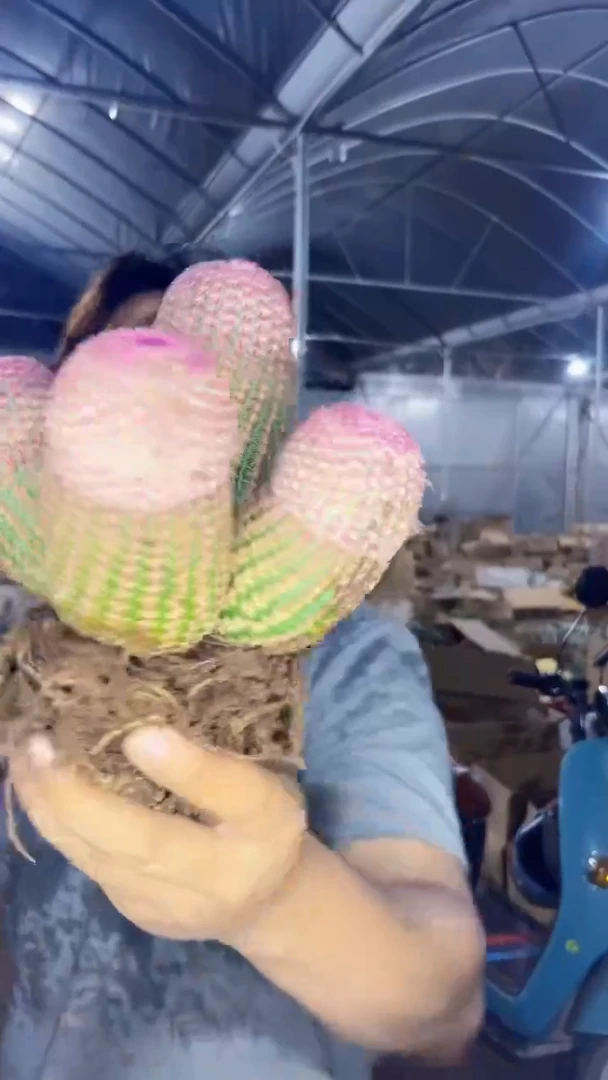 4大头 红太阳【带根】