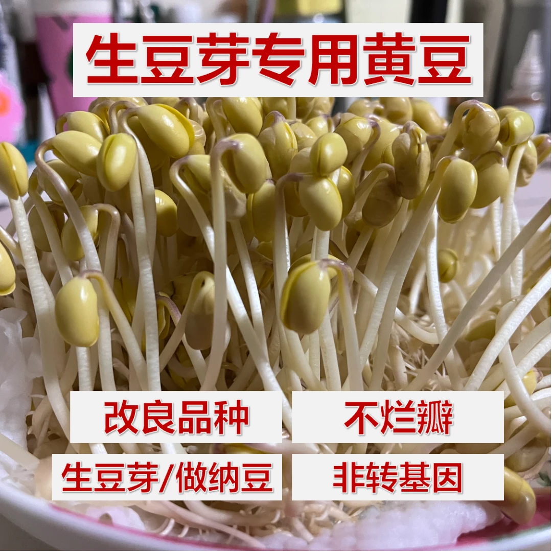 生豆芽专用黄豆农家自种黄豆生豆芽做纳豆2024新货出芽率高
