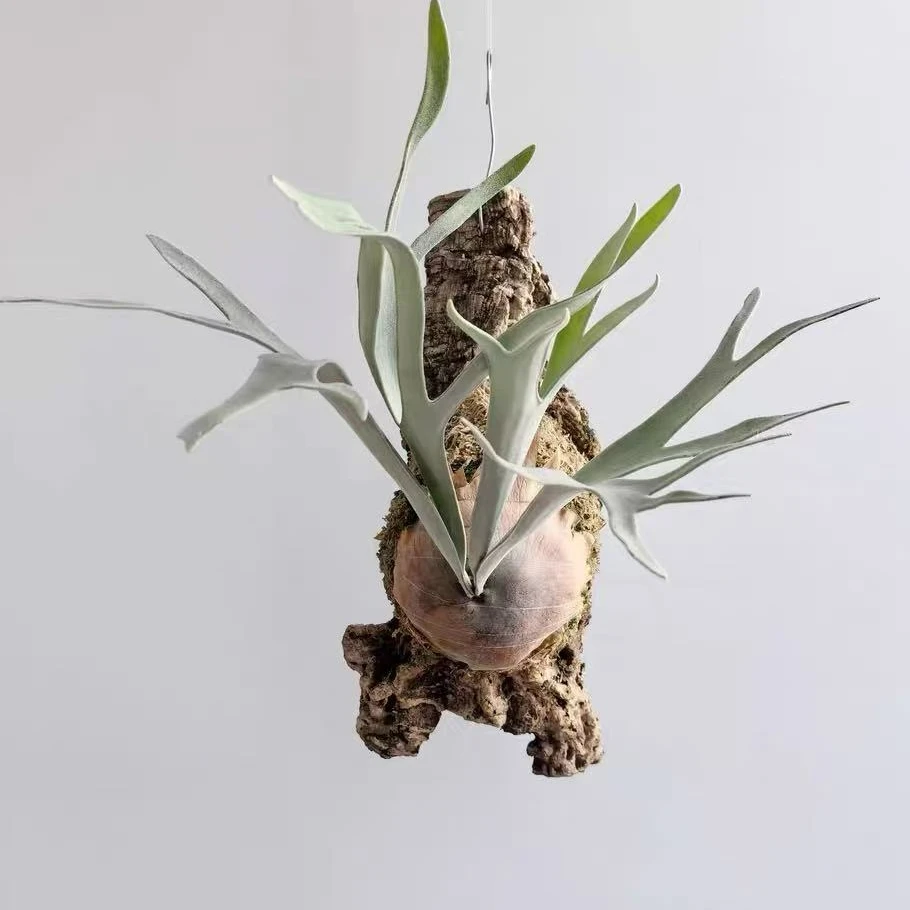 【鹿角蕨合集】鹿角蕨银鹿鹿角蕨二歧鹿角蕨鹿角蕨合集