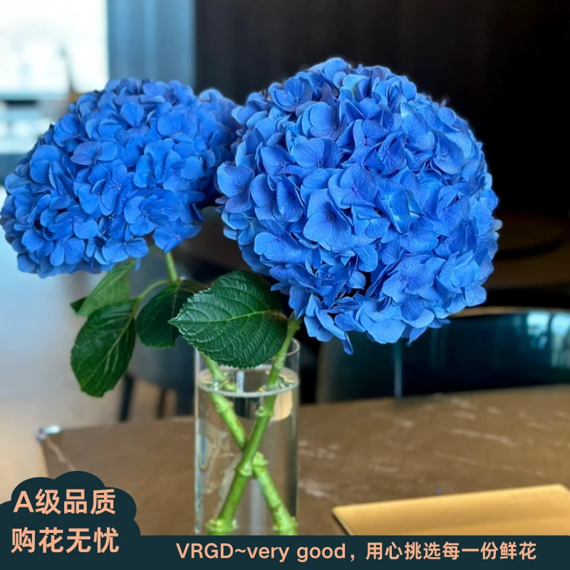 A级绣球VRGD臻选品质基地直发顺丰包邮