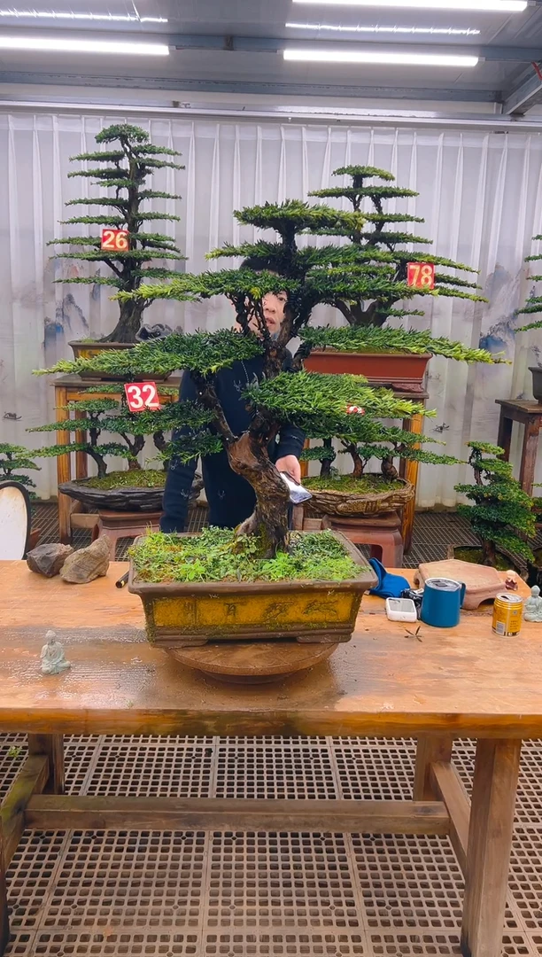 无花朵彭**馍精品盆景直播间一物一拍