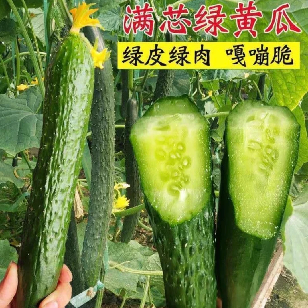 津研七号绿芯黄瓜种子高产抗病黄瓜蔬菜种子【拍2送1】