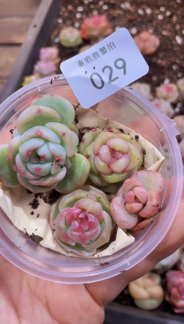 【闪购商品】029霸道珍妮