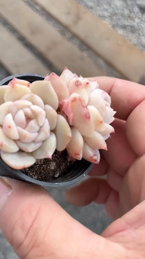 【闪购商品】50盆纯爱多肉2颗