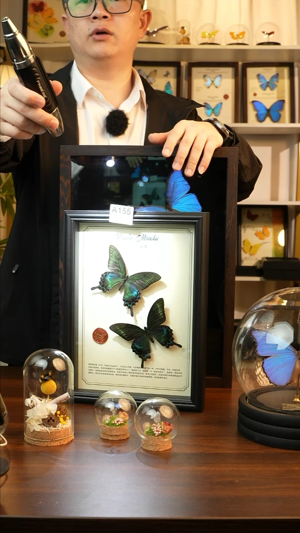 绿带翠凤蝶夏款双蝶（A4黑框）A155