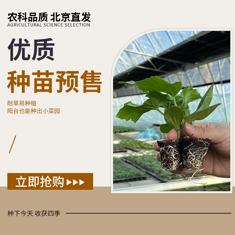 【农科院种植户蔬菜苗预售】定制各种蔬菜草莓苗大田专用集约化育苗
