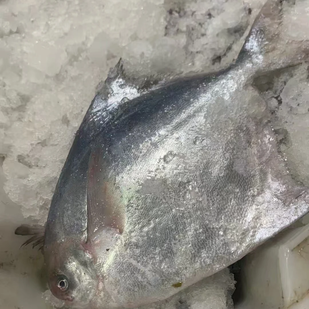 【直播福利】黄沙港海捕新鲜银鲳鱼昌扁鱼