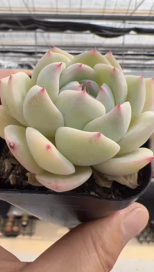 【闪购商品】新款多肉-234