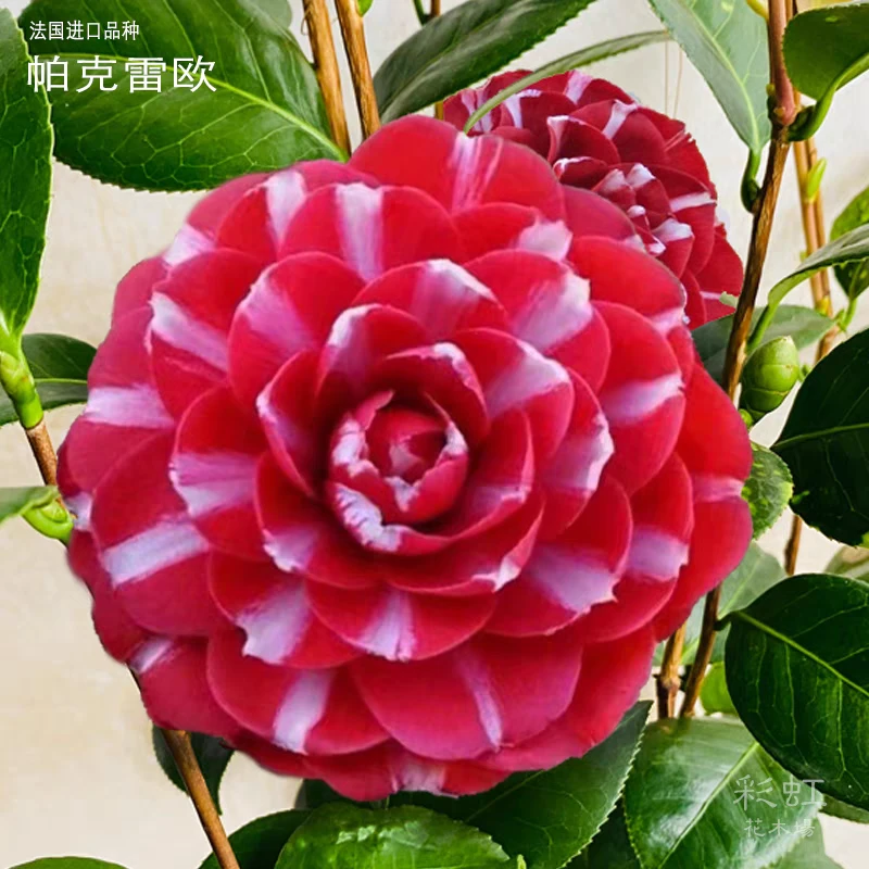 帕克雷欧茶花盆栽法国进口名贵品种花卉树苗庭院阳台耐寒好养
