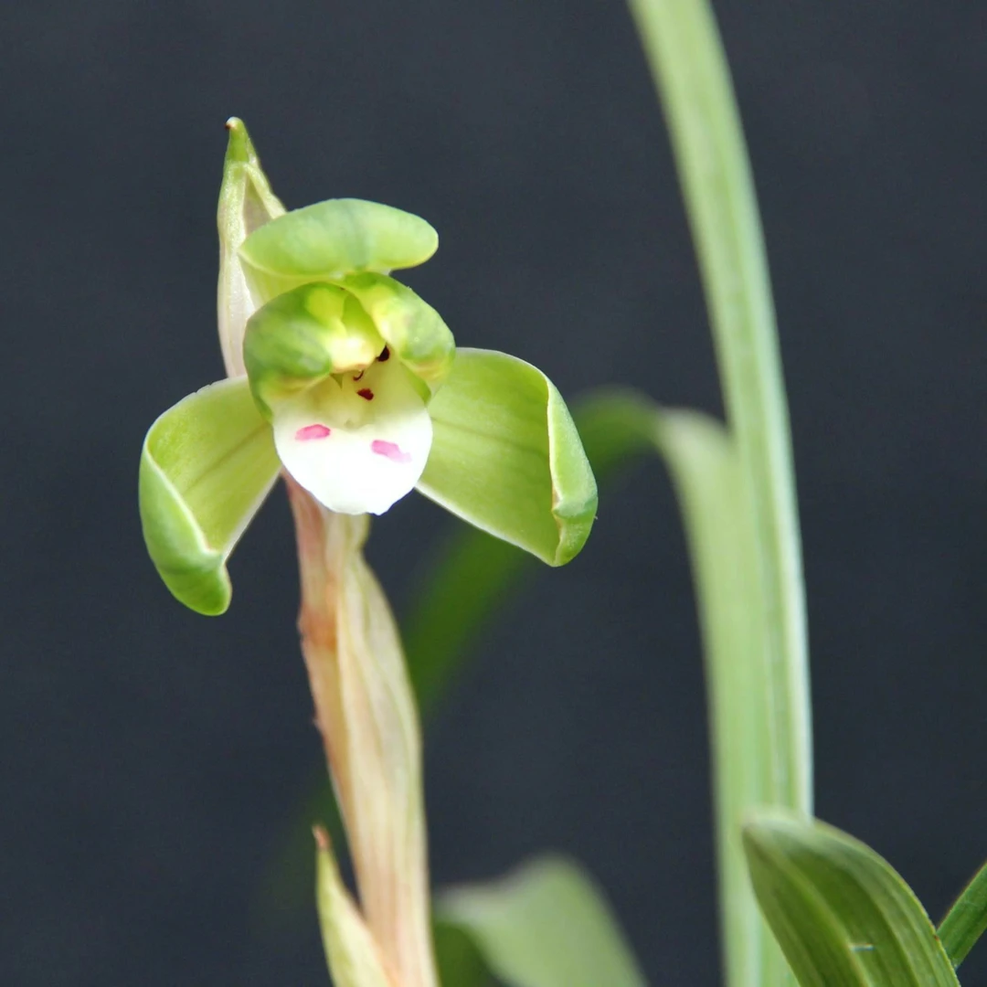 春兰老种【鹤市梅】1915年在苏州花窖中选出后由毕耐庵培育